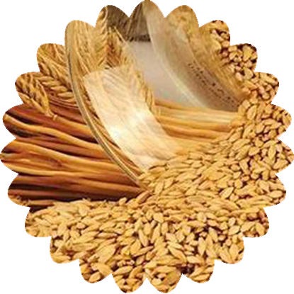 Barley